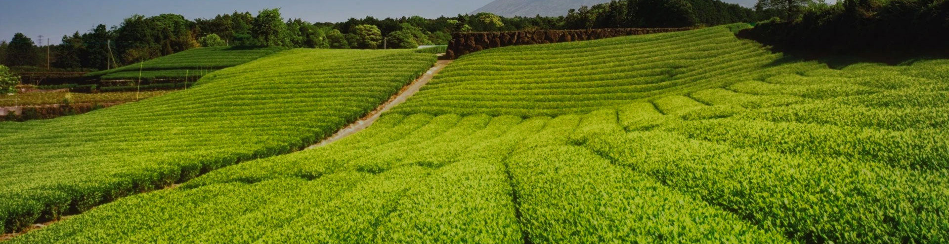 公司簡介